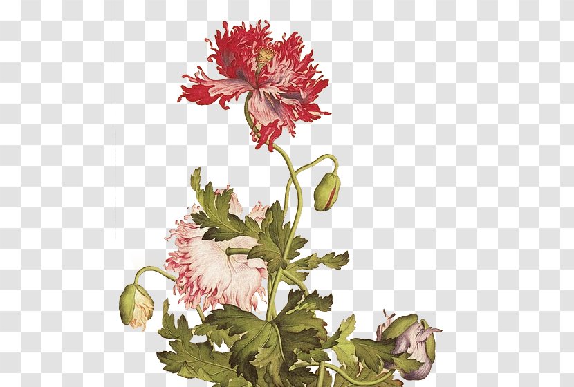National Palace Museum Qing Dynasty Gongbi Bird-and-flower Painting - Art - Plant Flowers Hand-painted Creative Creative,Cartoon Beautiful Bouquet Transparent PNG
