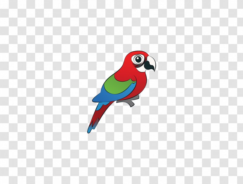 Macaw Bird Parrots Amazon Parrot - Beak - Colored Birds Transparent PNG