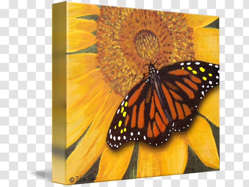 Monarch Butterfly Insect Painting Gallery Wrap - Flower - Watercolor Transparent PNG