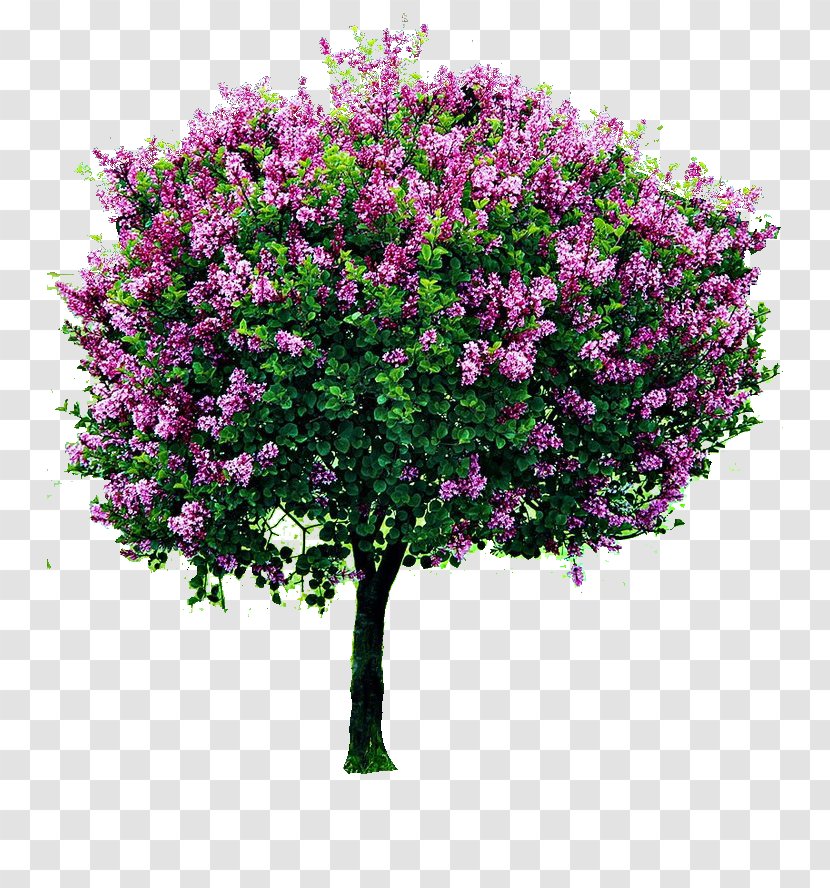 Shrub Lilac Tree Pruning Garden - Soil - Bougainvillea Transparent PNG
