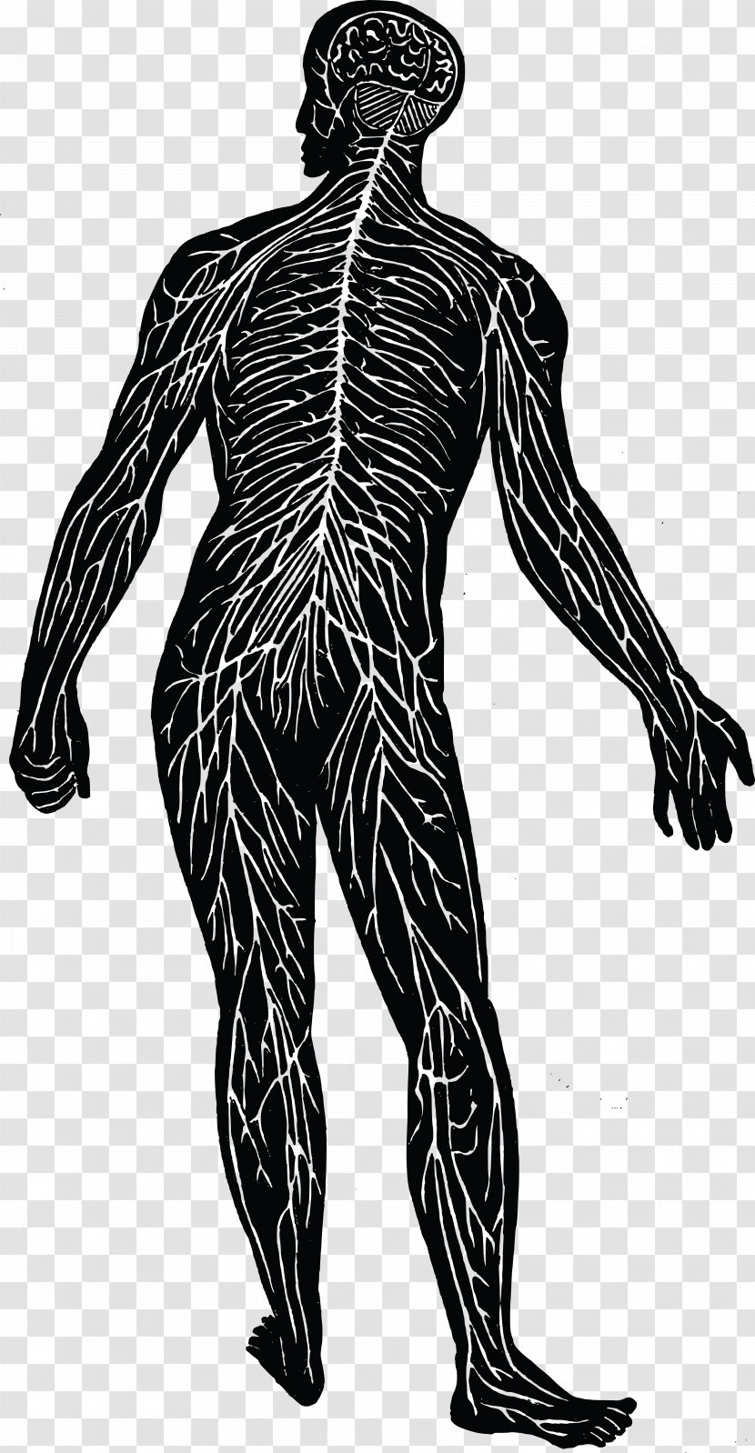 Nervous System Nerve Human Body Muscular Clip Art - Silhouette Transparent PNG