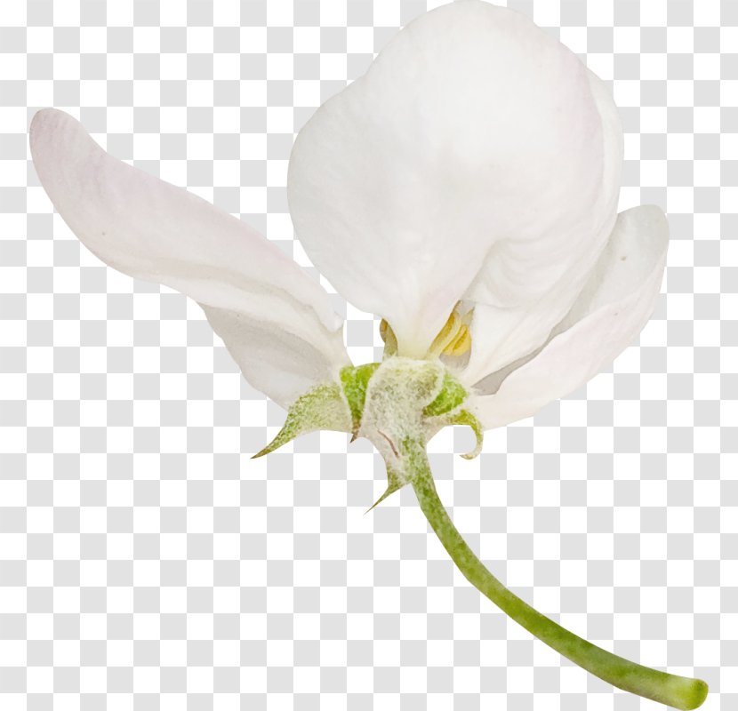 White Petal Flower Clip Art - Orchids Transparent PNG