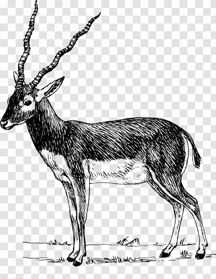 Antelope Pronghorn Impala Clip Art - Deer - Randeers Transparent PNG