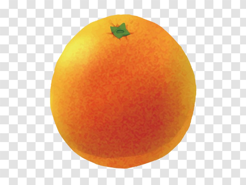 Clementine Grapefruit Mandarin Orange Tangerine Tangelo - Vegetarian Food - Sketch Cartoon 3d Creative Transparent PNG