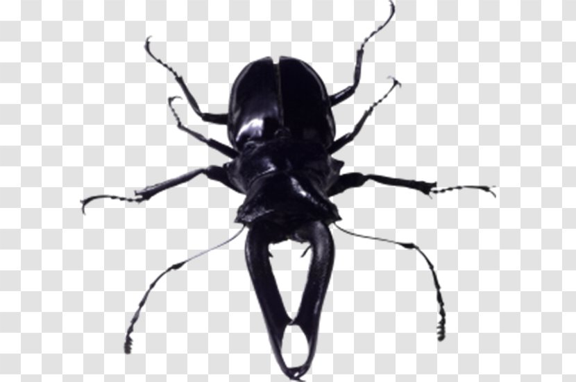 Insect Image File Formats - Arthropod - Black Beetle Transparent PNG