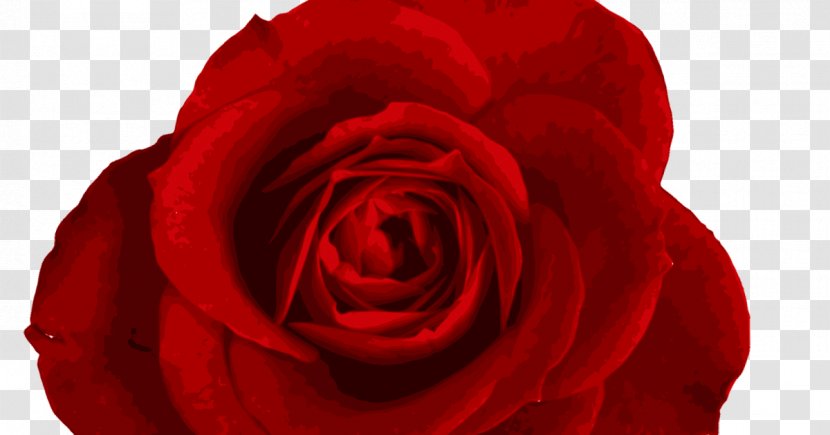 Garden Roses Clip Art Image Cabbage Rose Floribunda - Photography - Red Wedding Transparent PNG