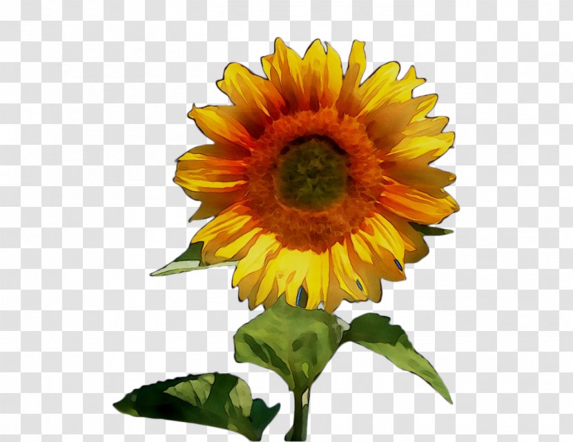 Sunflower Orange S.A. - Seed - Daisy Family Transparent PNG