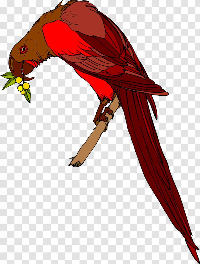 Macaw Beak Feather Wing Loriini Transparent PNG