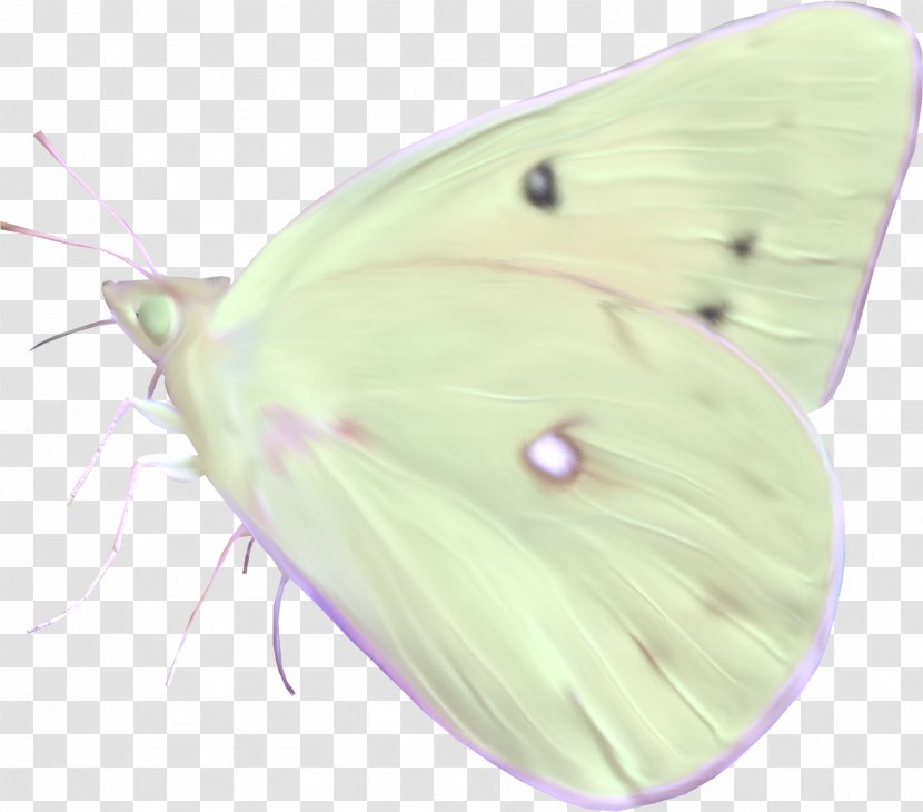 Clouded Yellows Brush-footed Butterflies Moth Pieridae Butterfly - Organism Transparent PNG