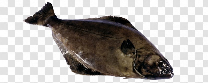 Atlantic Halibut Pacific Clip Art Cod - Fish Transparent PNG