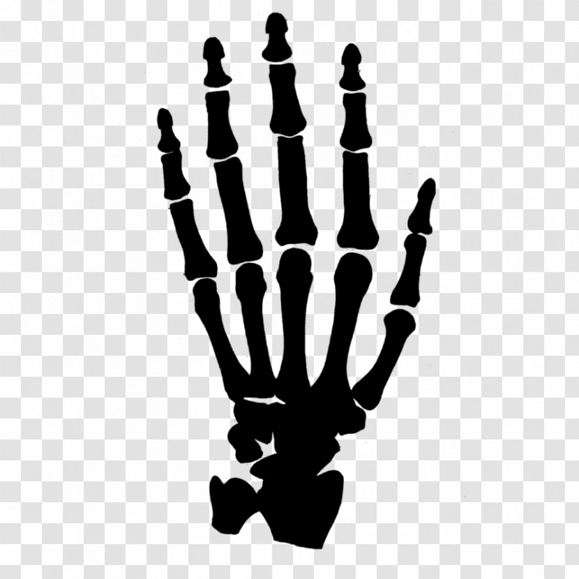 Human Skeleton Hand Clip Art - Anatomy - Bones Transparent PNG