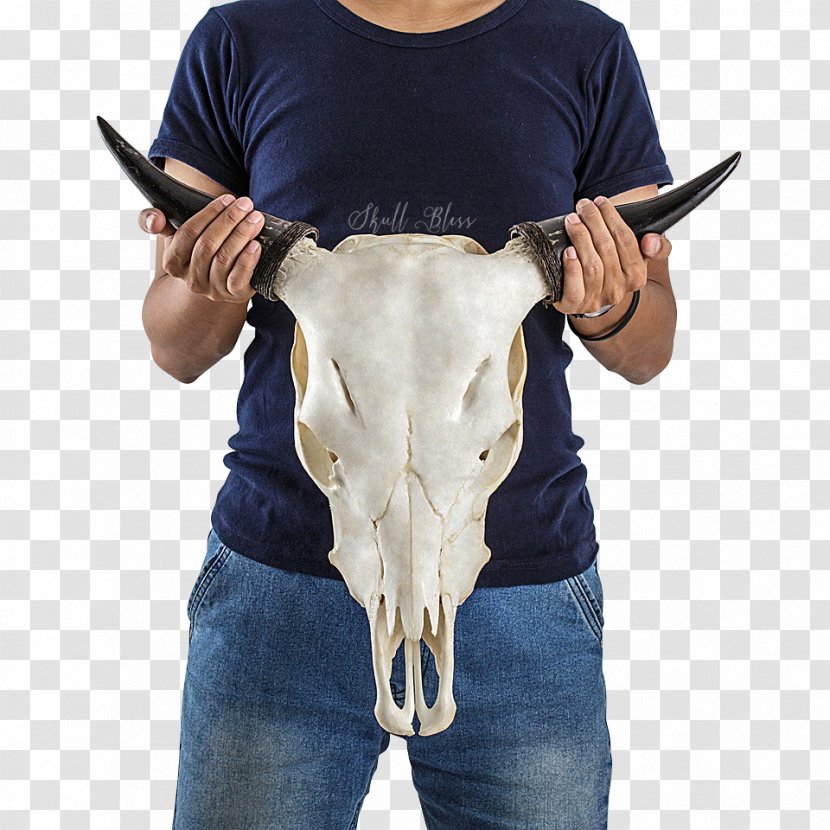Cattle Horn Skull The Wanderer Joint - Measurement Transparent PNG