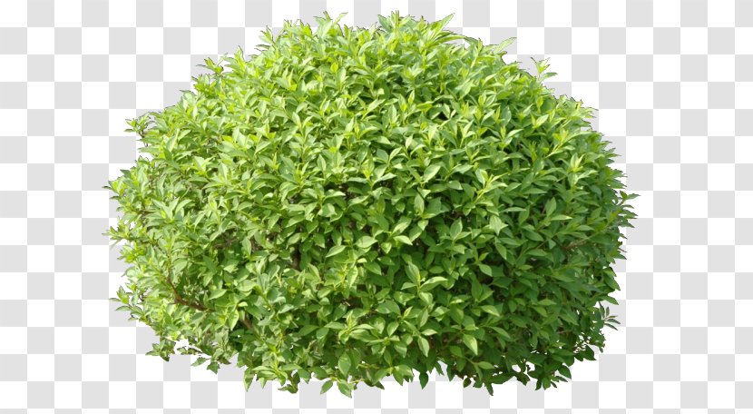 Shrub Hedge Treelet Material - Grass - Tree Transparent PNG