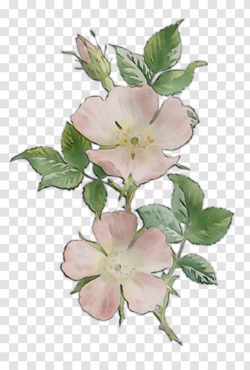 Dog-rose Mallows Herbaceous Plant Branching - Petal Transparent PNG