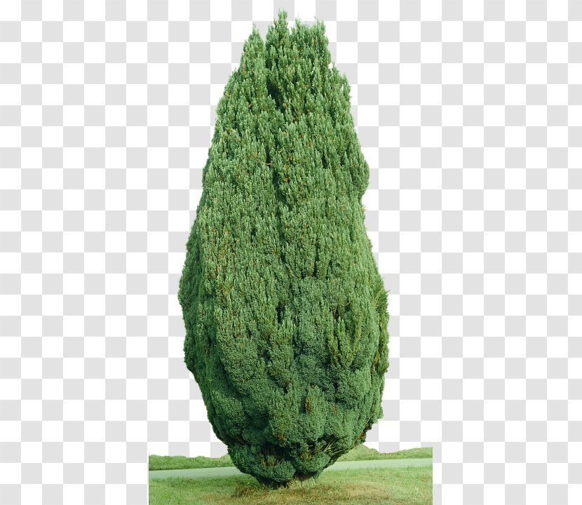 Spruce Mediterranean Cypress Evergreen Tree - Conifer Transparent PNG