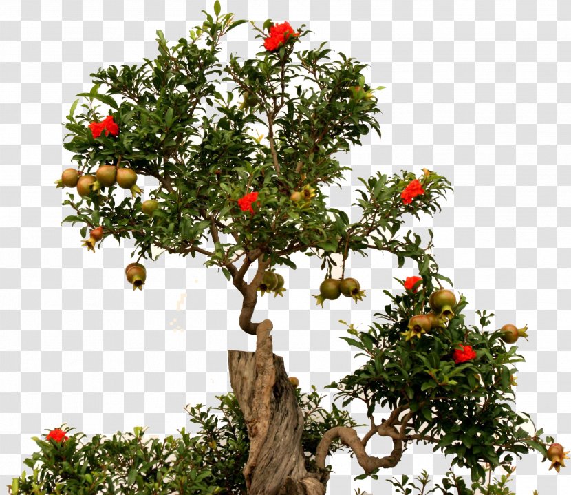 Bonsai Tree Pomegranate Fruit Root - Plant - 2017+ Green + Transparent PNG