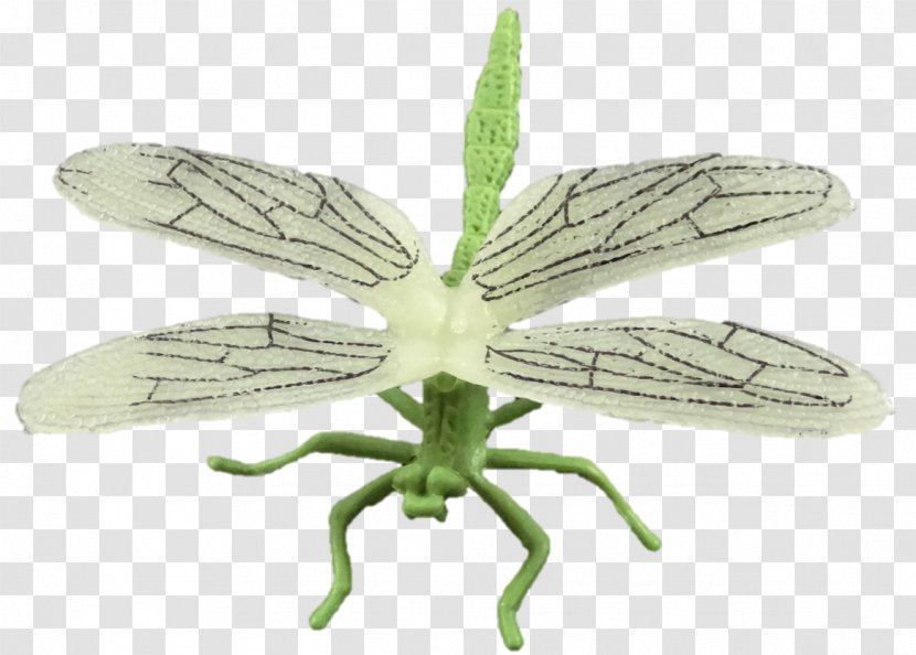 Net-winged Insects - Netwinged - Insect Transparent PNG