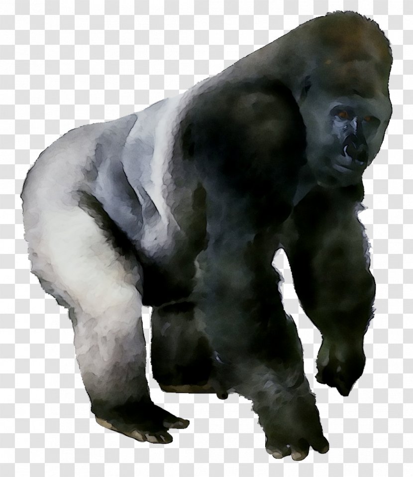 Western Gorilla Pan Fur Terrestrial Animal Snout - Organism Transparent PNG