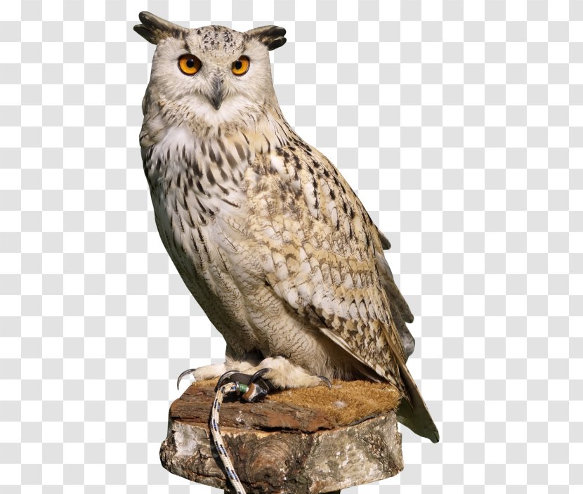 Eurasian Eagle-owl Clip Art Image - Beak - Owl Transparent PNG