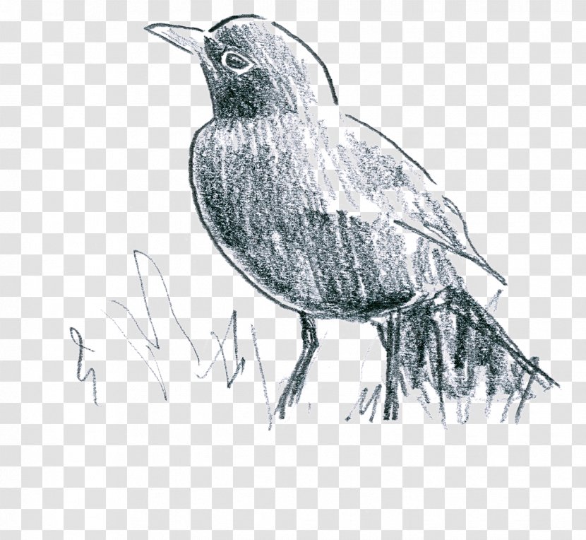Common Blackbird American Crow Earthworm Le Parfum Des Lilas (Chanson Tzigane) - Raven - Merle Noir Transparent PNG