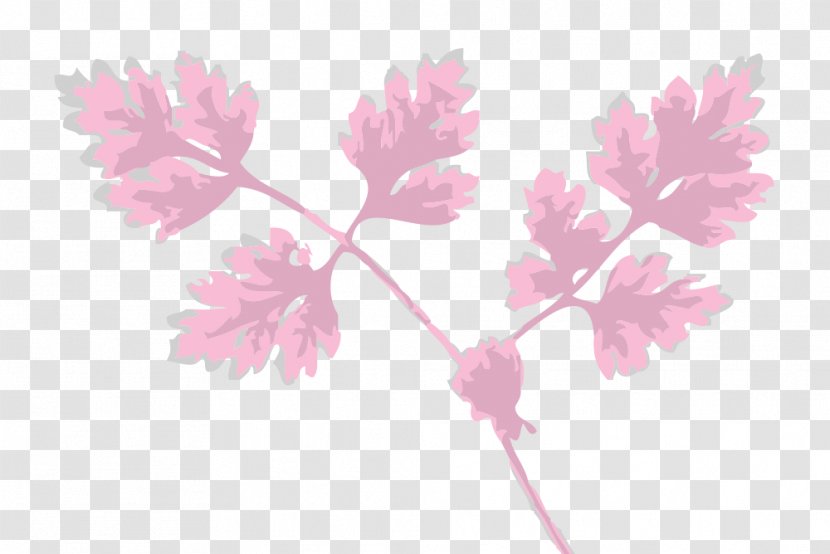 Herb Chervil Leaf Plant Clip Art - Flowering Transparent PNG