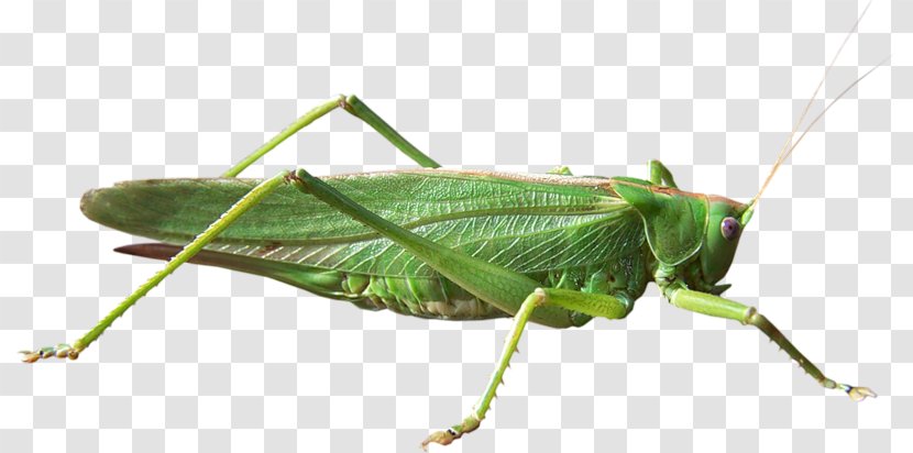 Grasshopper Locust Cricket Clip Art - Invertebrate Transparent PNG