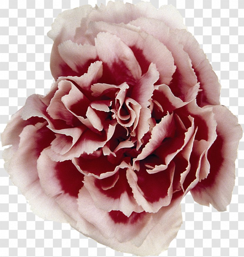 Carnation Flower Syzygium Aromaticum Rose - Family - CARNATION Transparent PNG