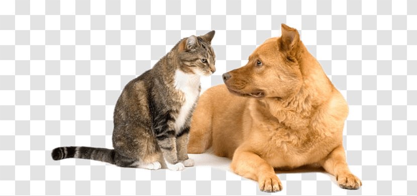 Dog–cat Relationship Kitten Puppy Veterinarian - Toy Dog - Happy Transparent PNG