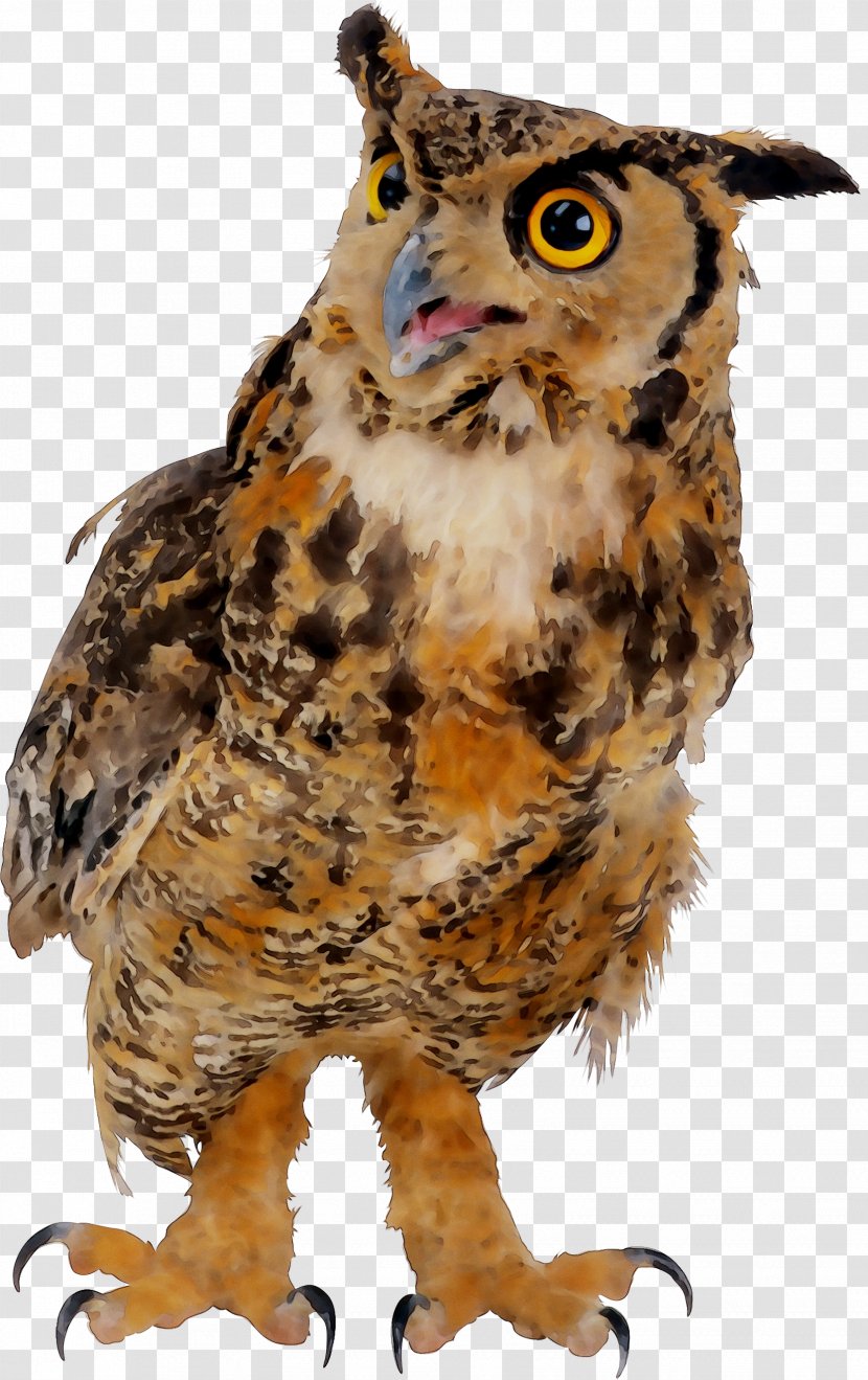 Owl Beak Fauna Feather Animal - Wildlife Transparent PNG