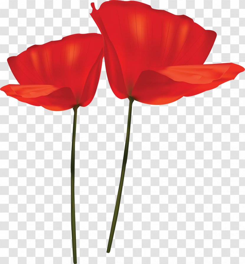 Tulip Cut Flowers Plant Stem Petal - Poppy Family Transparent PNG