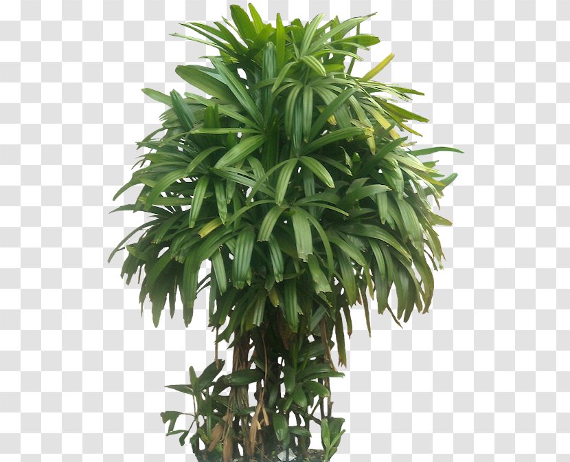 Houseplant Lucky Bamboo Jungle - Tree - Tropical Leaves Transparent PNG