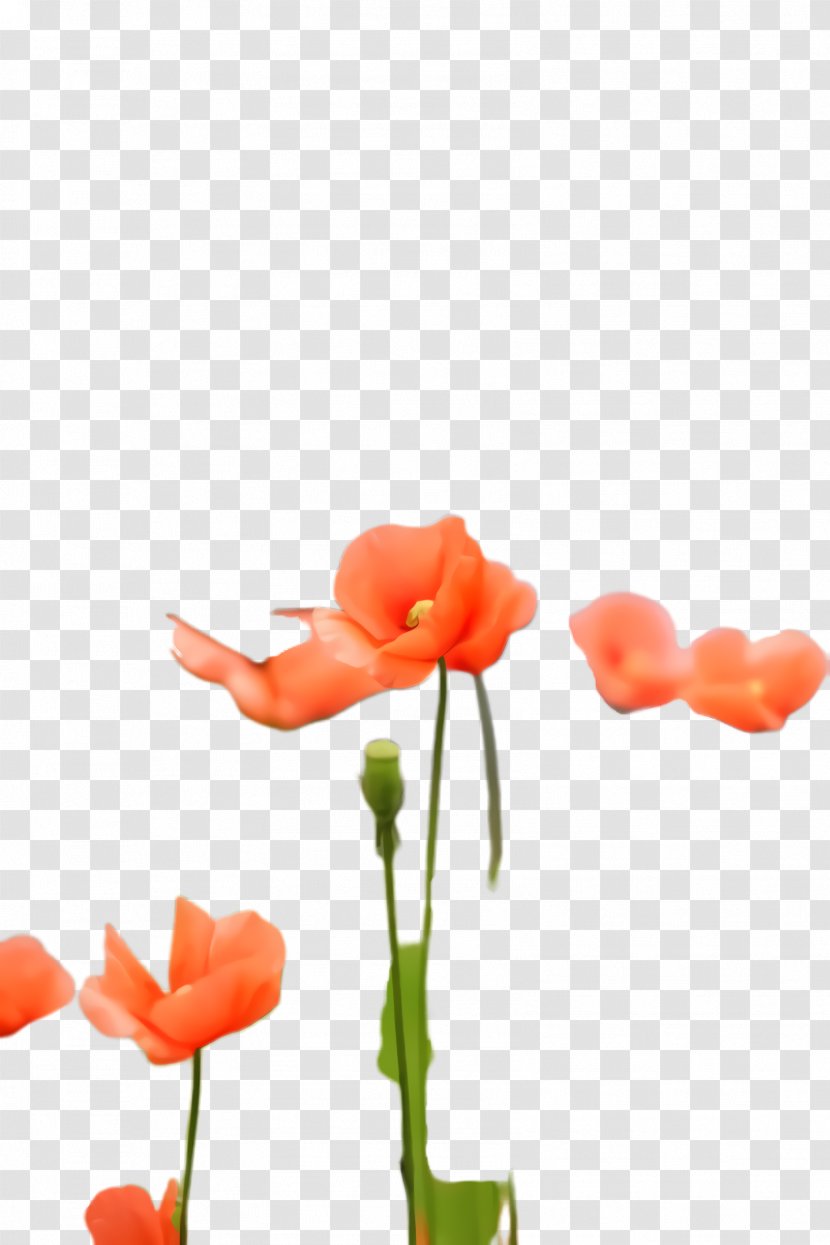 Flowers Background - Bloom - Poppy Family Coquelicot Transparent PNG