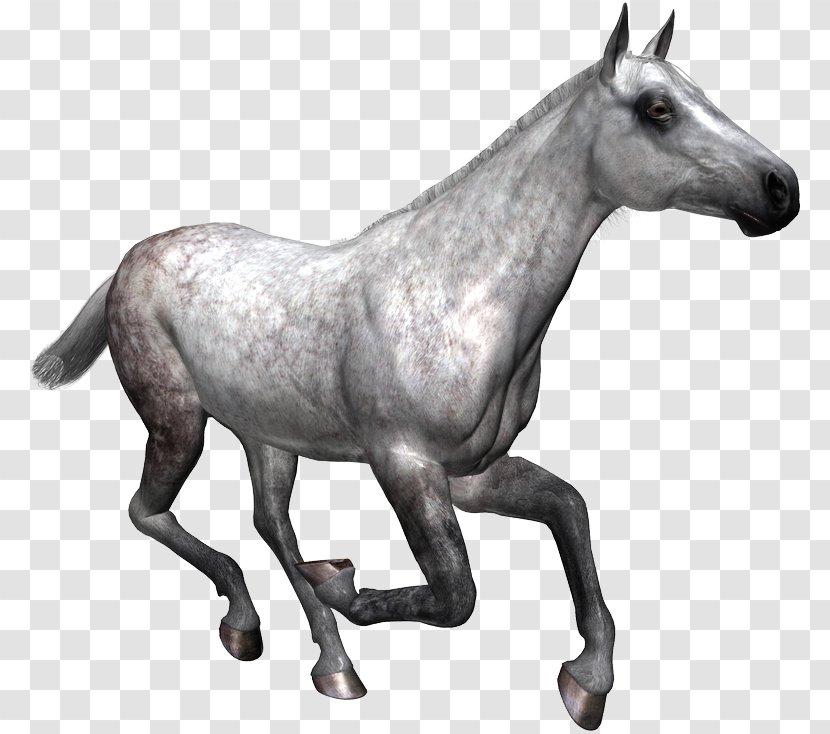 Mule Mustang Stallion Mare Pony Transparent PNG