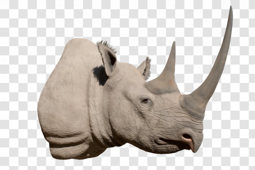 Western Black Rhinoceros Horn Hippopotamus Elephant - Fauna Transparent PNG