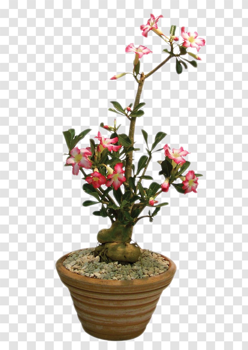 Plant Rose Shrub Adenium Obesum Flower - Monstera Transparent PNG