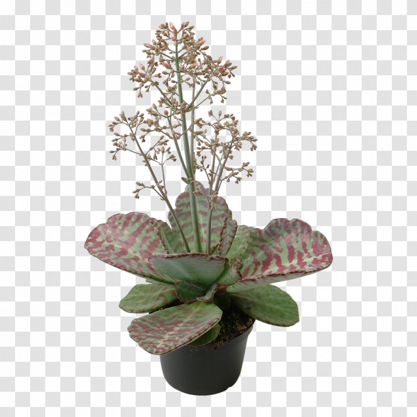 Houseplant Bryophyllum Daigremontianum Succulent Plant Kalanchoe Thyrsiflora Chocolate Soldier - Chinese Money - Potted Succulents Transparent PNG