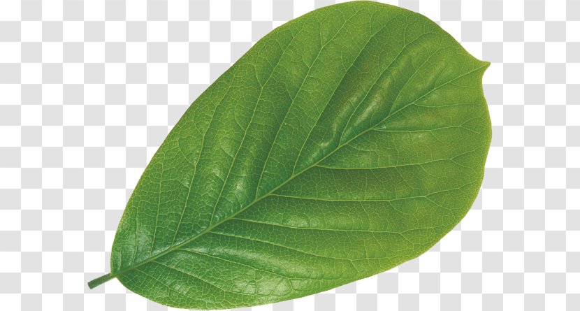 Leaf Poster Moutan Peony Plant Magnolia Denudata - Leaves Transparent PNG