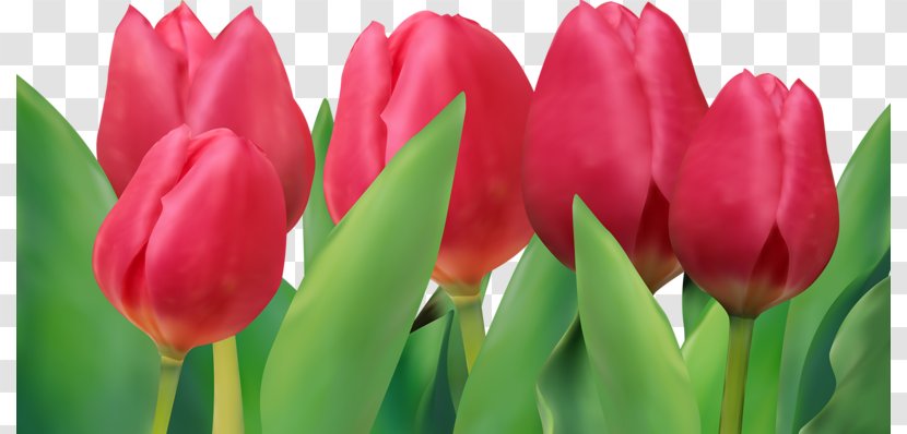 Tulip Euclidean Vector - Spring - Red Tulips Transparent PNG