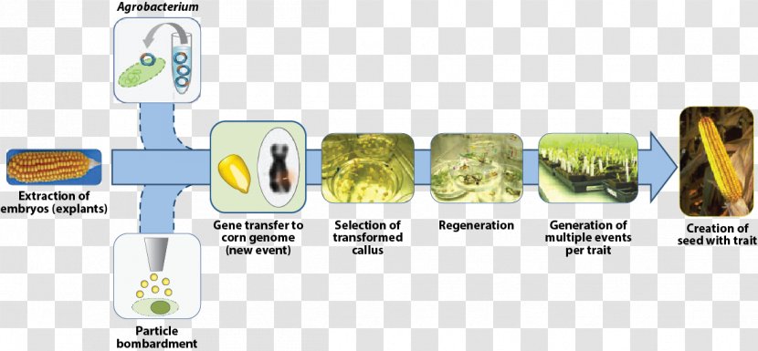 Genetically Modified Organism Science Crops Scientific Method Genetic Engineering - Food Transparent PNG