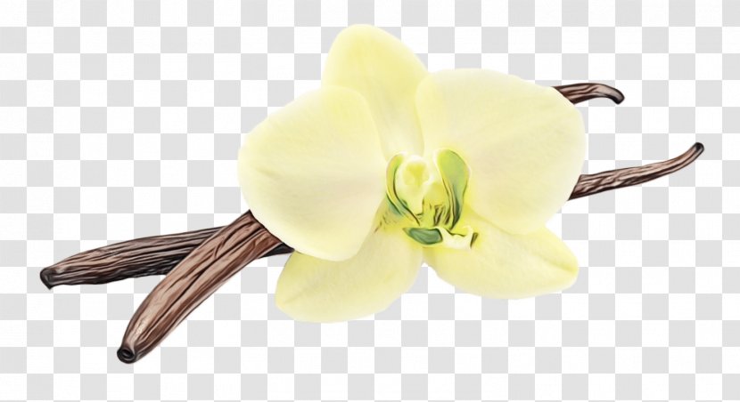 Flower Plant Vanilla Yellow Flowering - Dendrobium Orchid Transparent PNG