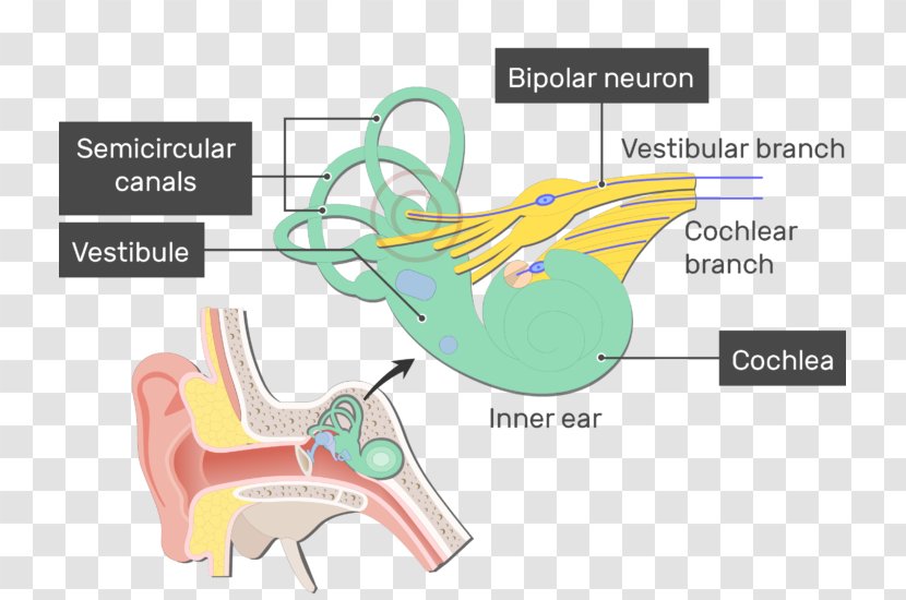 Vestibule Of The Ear Cochlea Bipolar Neuron Vestibular System - Silhouette Transparent PNG