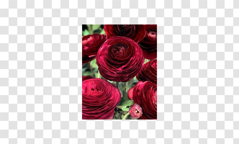 Ranunculus Asiaticus Flower Color Purple Garden Roses - Rose Order Transparent PNG