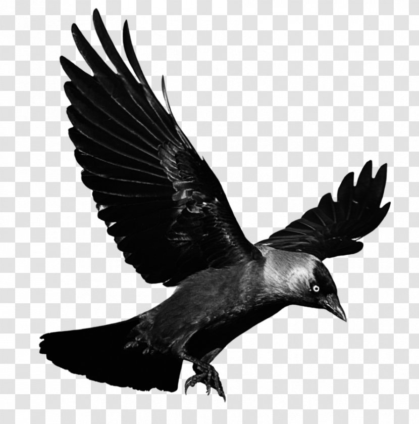American Crow Clip Art - Flying Raven Transparent PNG