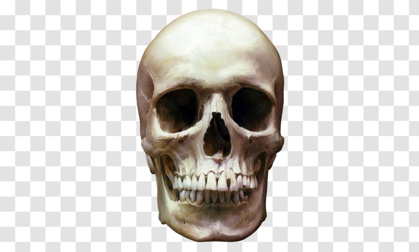 Skull Skeleton Bone Clip Art - Jaw Transparent PNG
