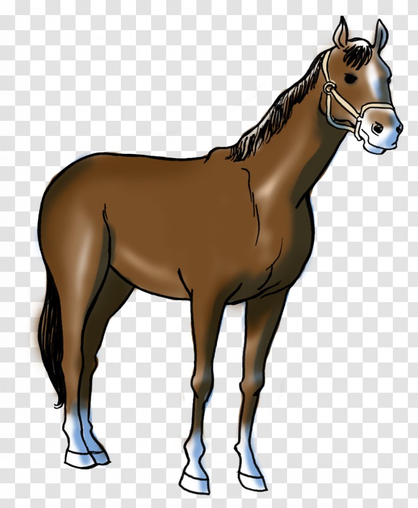 Foal Stallion Pony Marwari Horse Mustang Transparent PNG