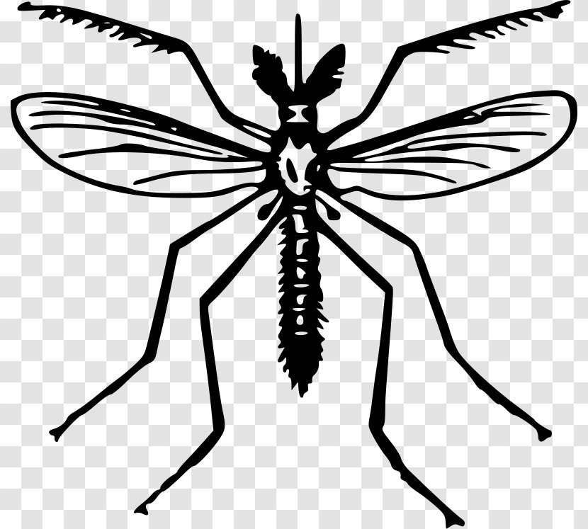 Yellow Fever Mosquito Zika Virus Health Clip Art Transparent PNG