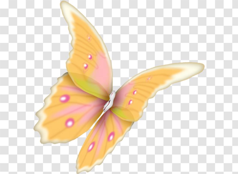 Butterfly Moth Animal .tr - Insect Transparent PNG
