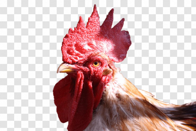 Rooster Chicken Desktop Wallpaper Image Transparent PNG