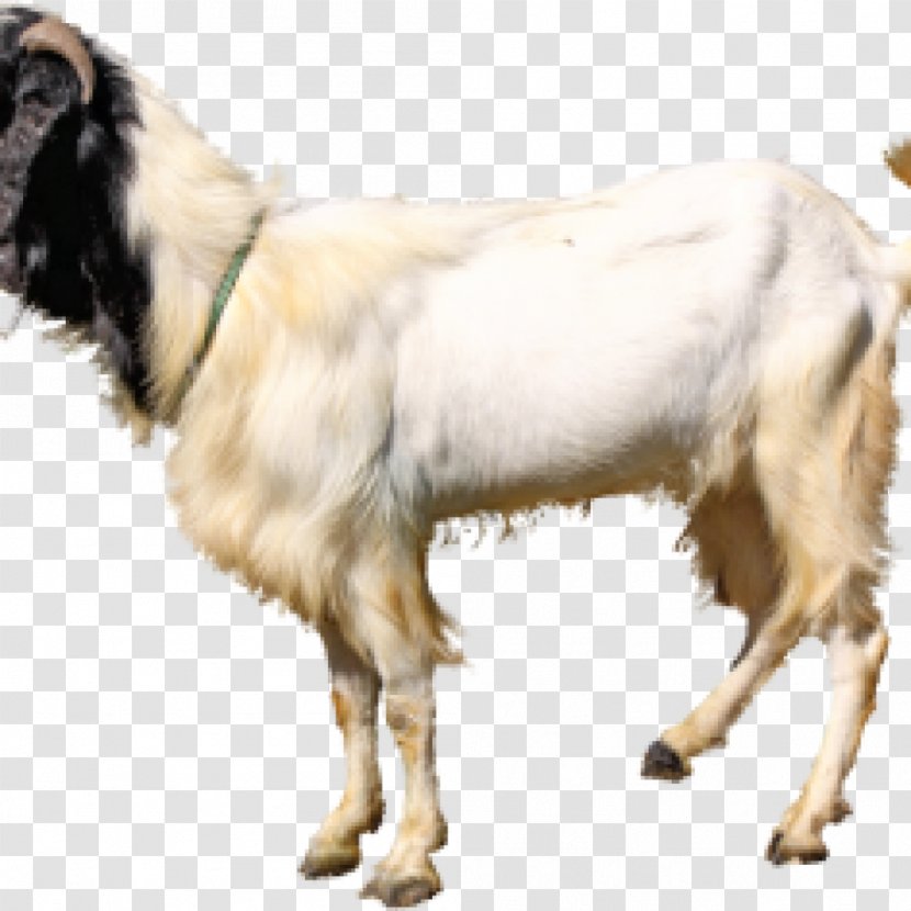Jamnapari Goat Aqiqah Livestock Farming Qurbani - Cow Family - Antelope Transparent PNG