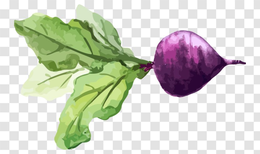 Chard Turnip Watercolor Painting Vegetable Food Transparent PNG